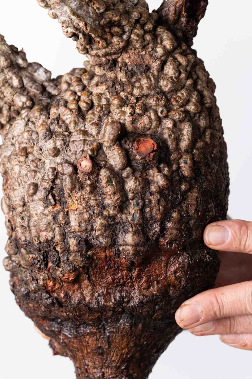 OP 208 オペルクリカリア パキプス コーデックス ベアルート株