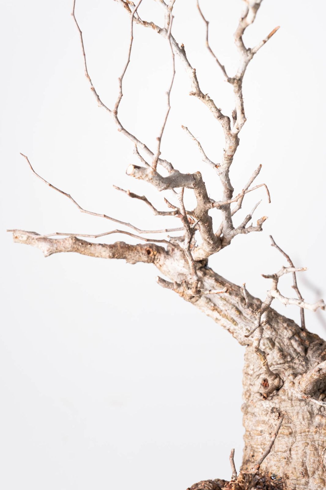 OP207 オペルクリカリア パキプス コーデックス ベアルート株 - メルカリ