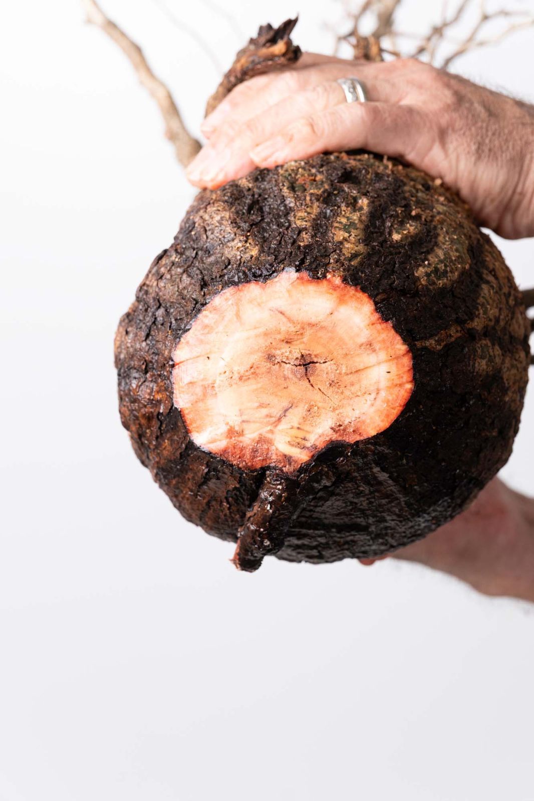 OP207 オペルクリカリア パキプス コーデックス ベアルート株 - メルカリ