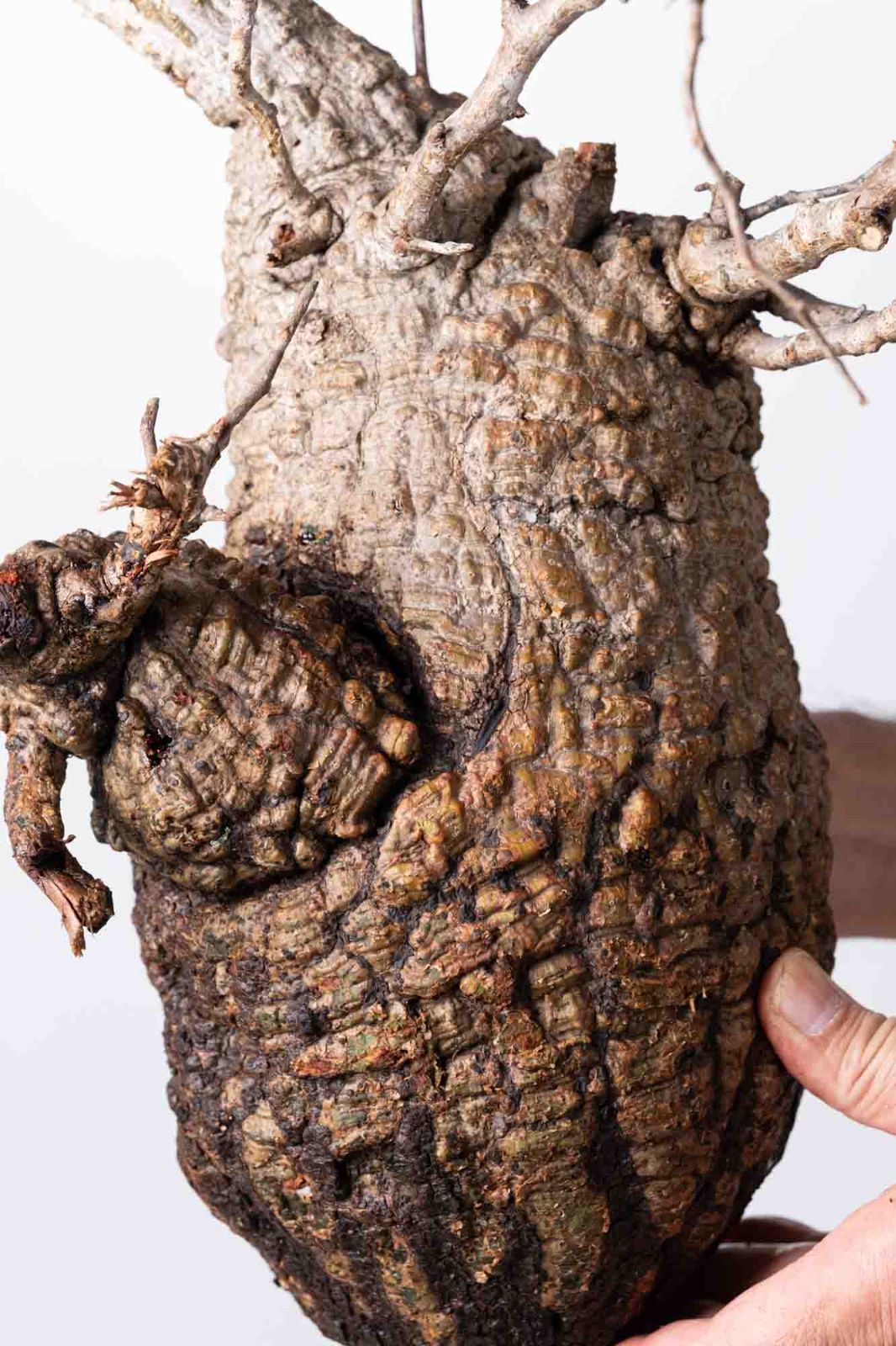 OP207 オペルクリカリア パキプス コーデックス ベアルート株 - メルカリ