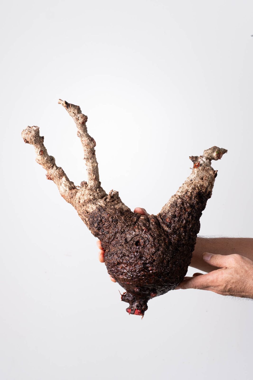 OP 206 オペルクリカリア パキプス コーデックス ベアルート株