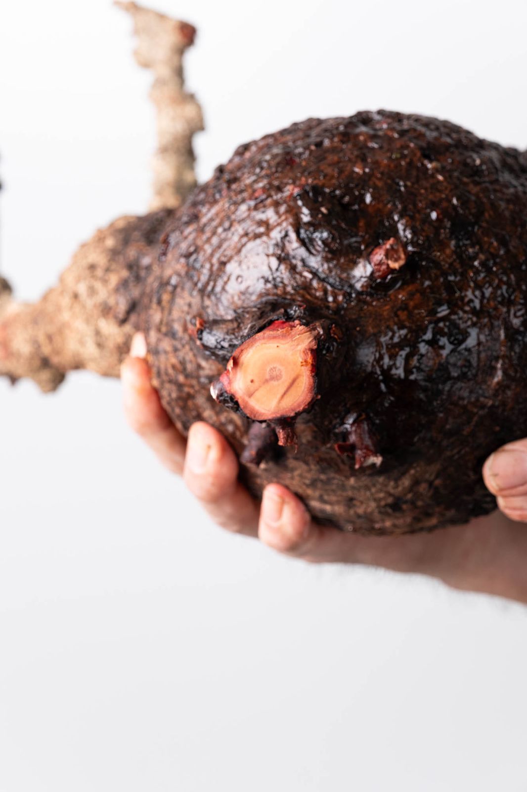 OP 206 オペルクリカリア パキプス コーデックス ベアルート株