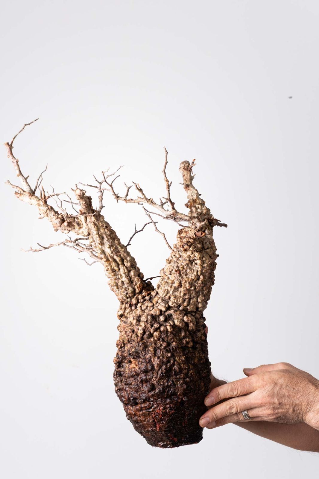 OP 205 オペルクリカリア パキプス コーデックス ベアルート株