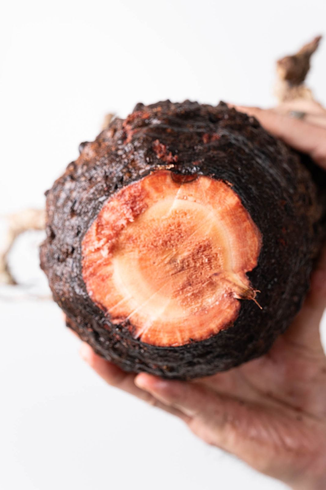 OP 205 オペルクリカリア パキプス コーデックス ベアルート株