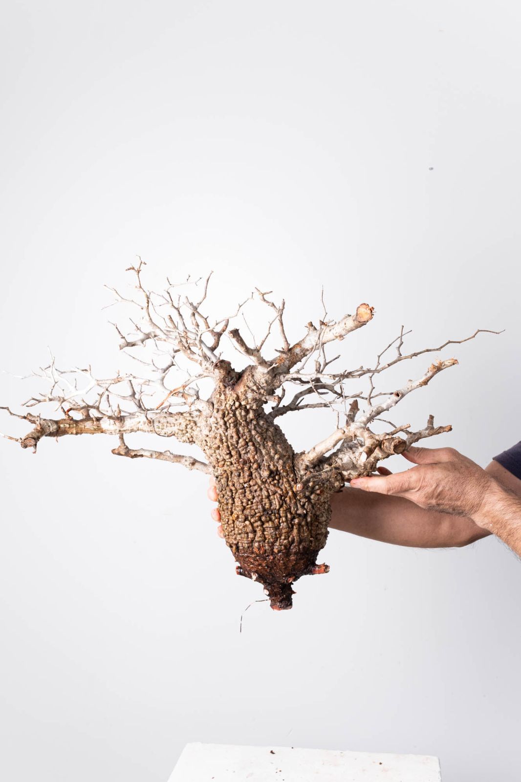 OP 204 オペルクリカリア パキプス コーデックス ベアルート株