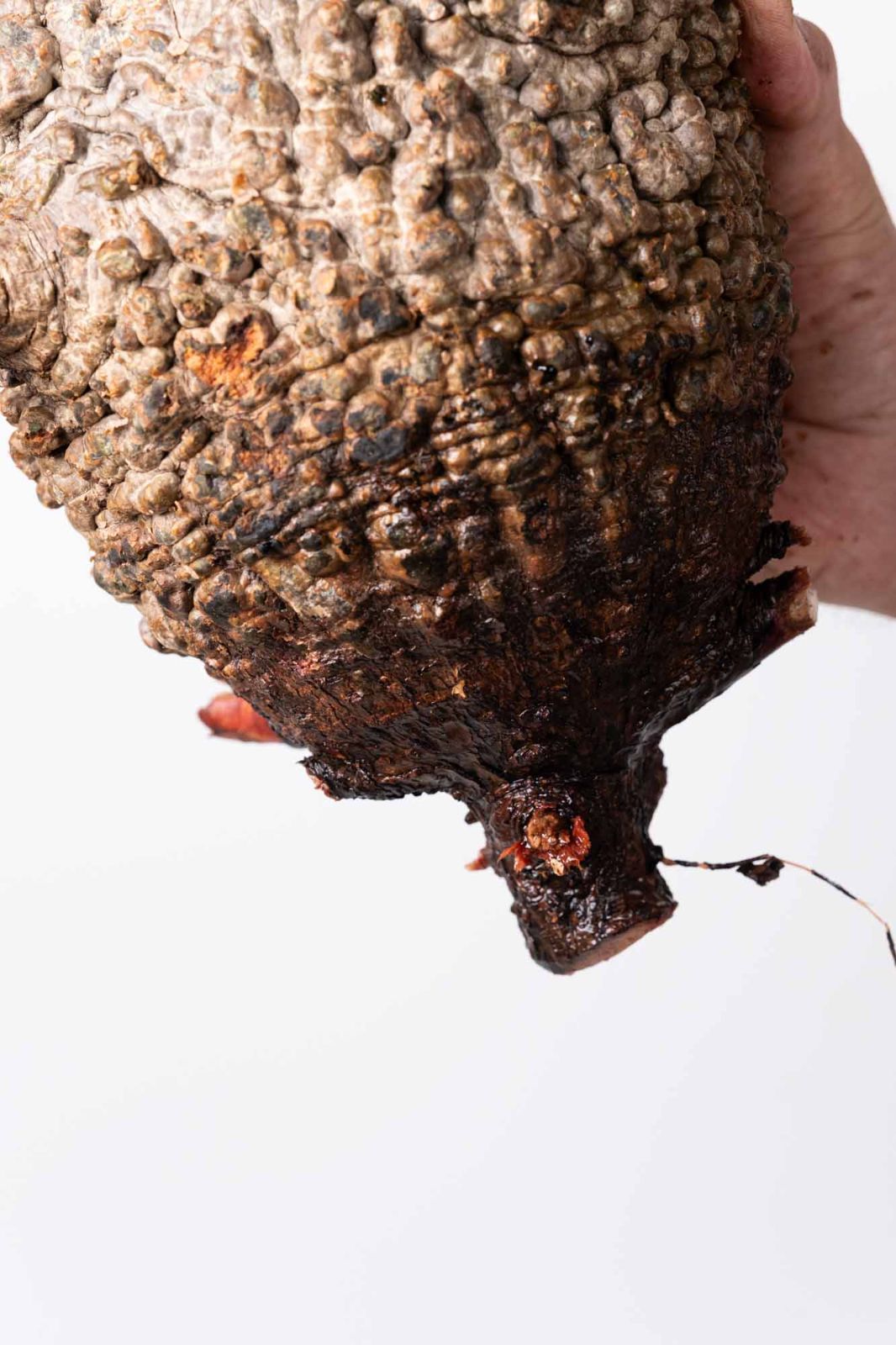 OP 204 オペルクリカリア パキプス コーデックス ベアルート株