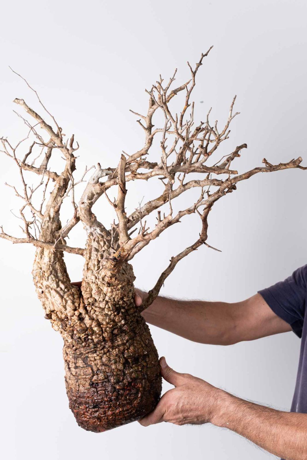 OP 203 オペルクリカリア パキプス コーデックス ベアルート株