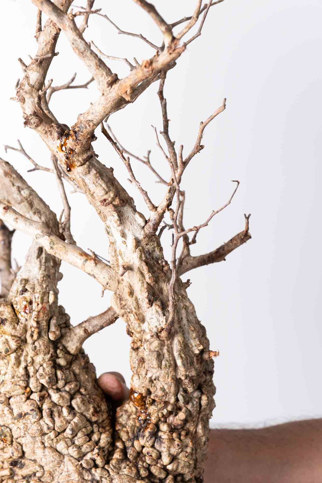 OP 203 オペルクリカリア パキプス コーデックス ベアルート株