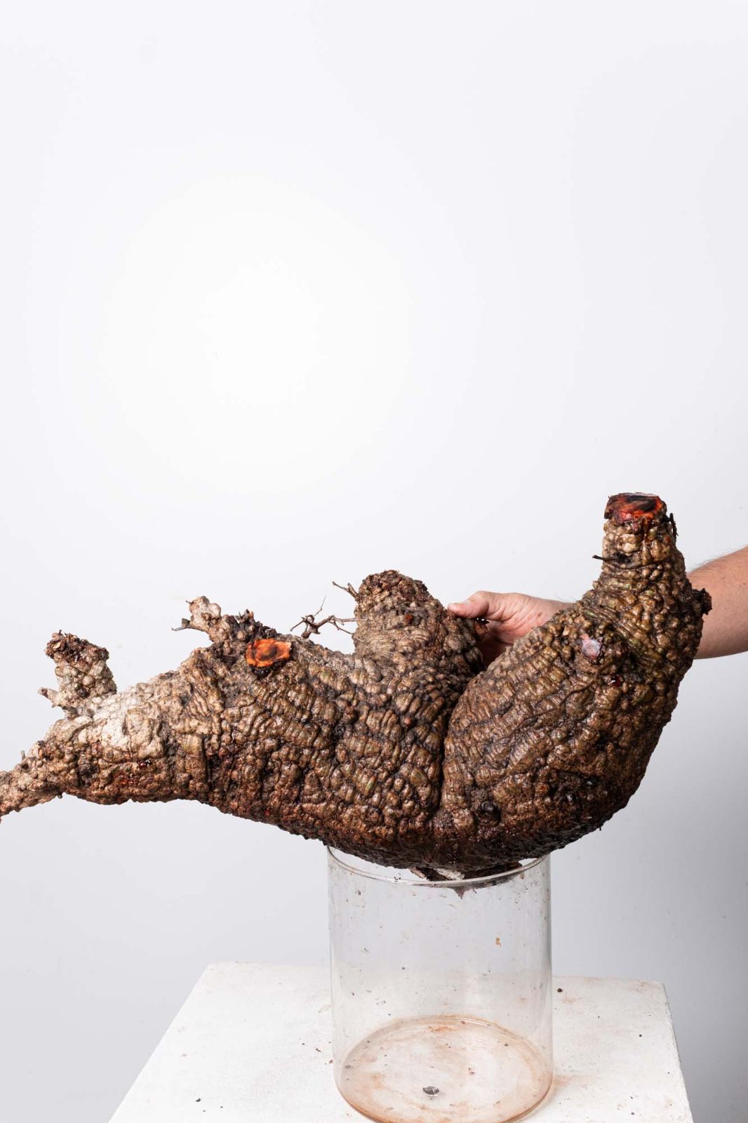 OP 202 オペルクリカリア パキプス コーデックス ベアルート株