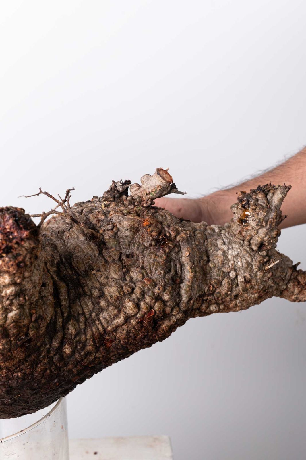 OP 202 オペルクリカリア パキプス コーデックス ベアルート株