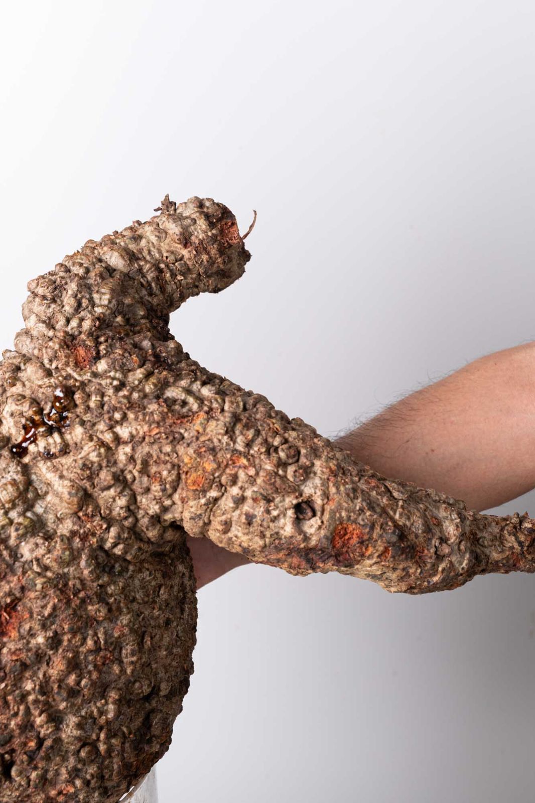 OP 201 オペルクリカリア パキプス コーデックス ベアルート株