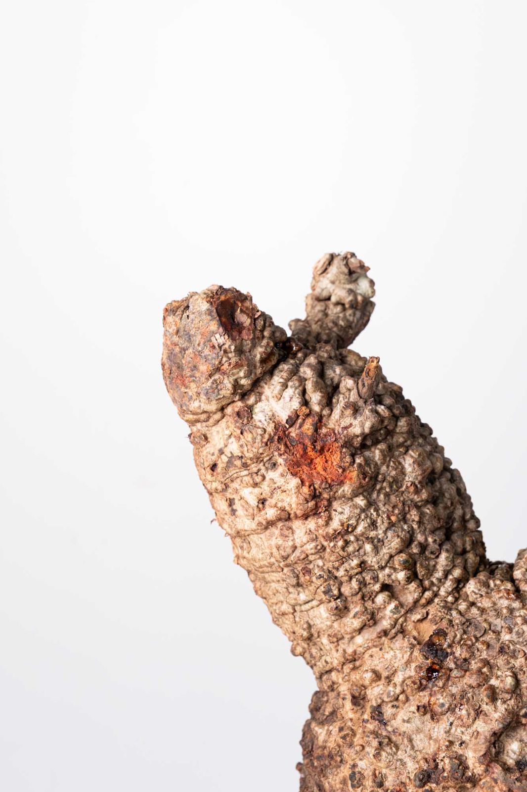 OP 201 オペルクリカリア パキプス コーデックス ベアルート株