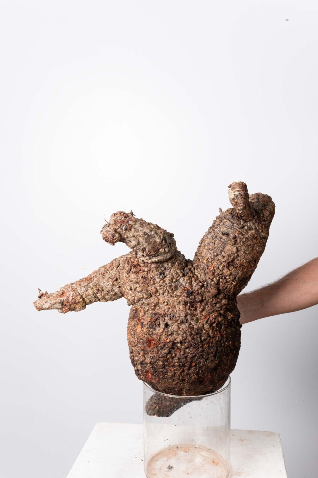 OP 201 オペルクリカリア パキプス コーデックス ベアルート株