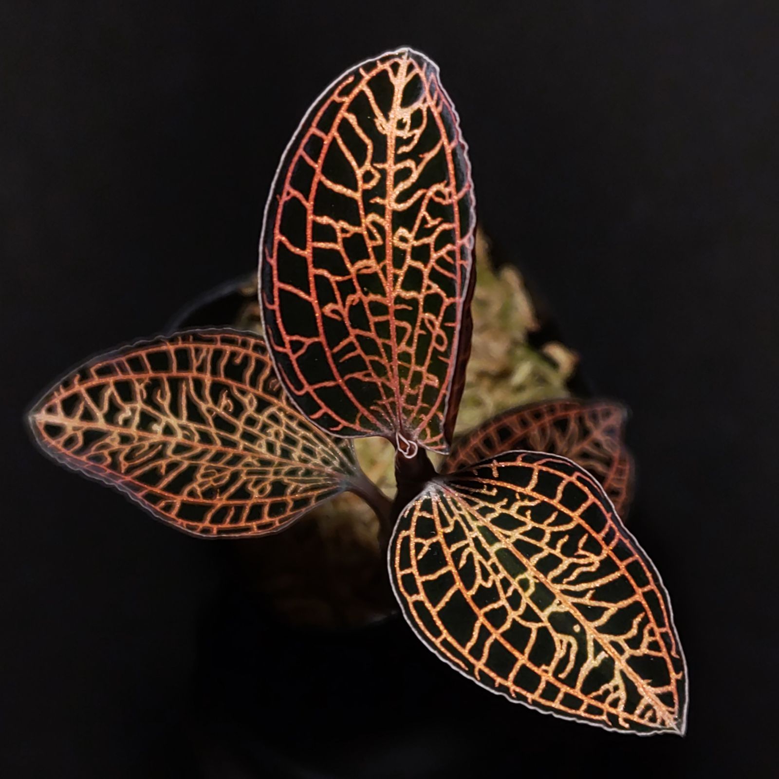 アネクトニア（アネクトキルス × ドッシニア・マルモラータ） ジュエル