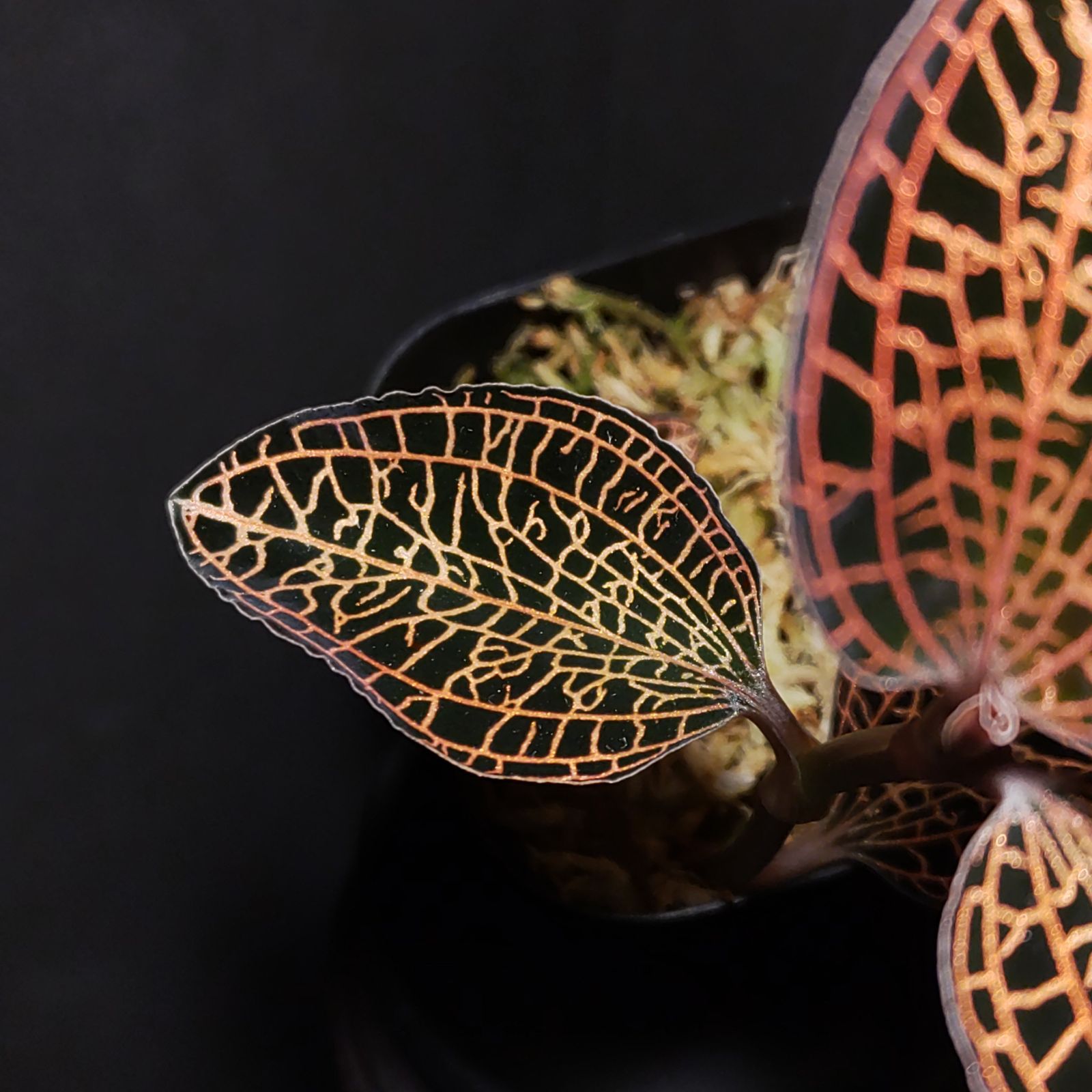 アネクトニア（アネクトキルス × ドッシニア・マルモラータ） ジュエル