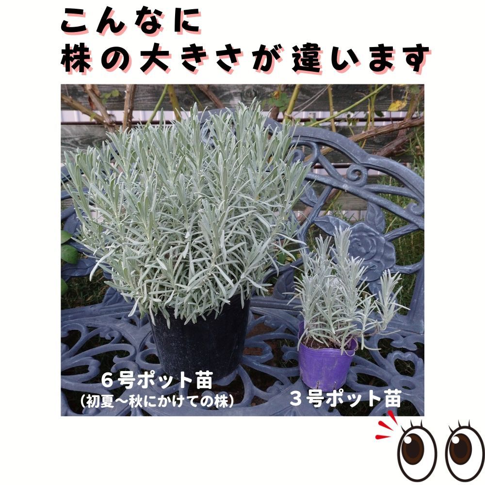 2株セット 驚くほどでっかい株 ラベンダー苗 グロッソ 特A品苗 6号 超特大株 ラバンディン系 ハーブ らべんだー 苗