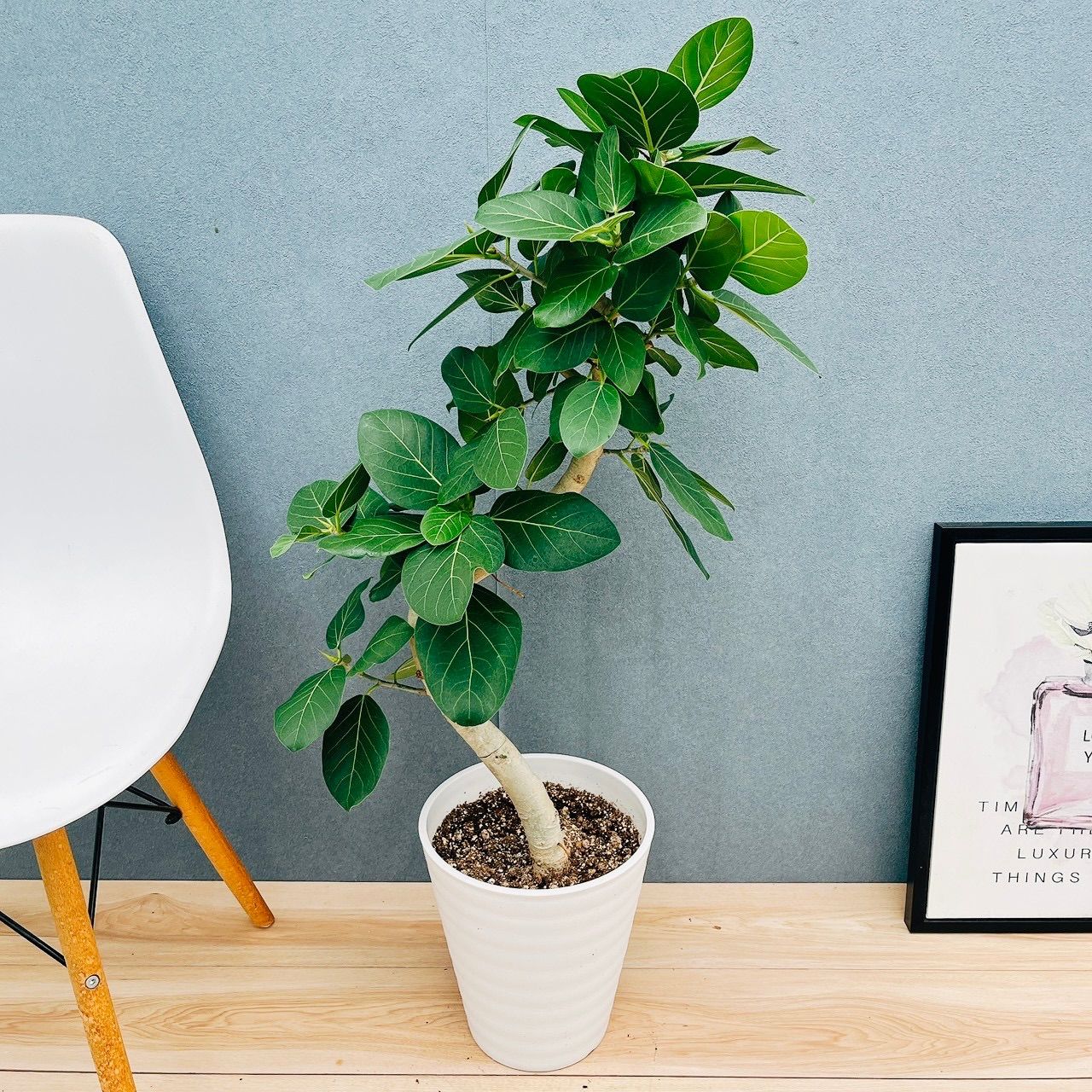 直接引取□フィカス・ウンベラータ/観葉植物/210cm□三股に分かれた幹