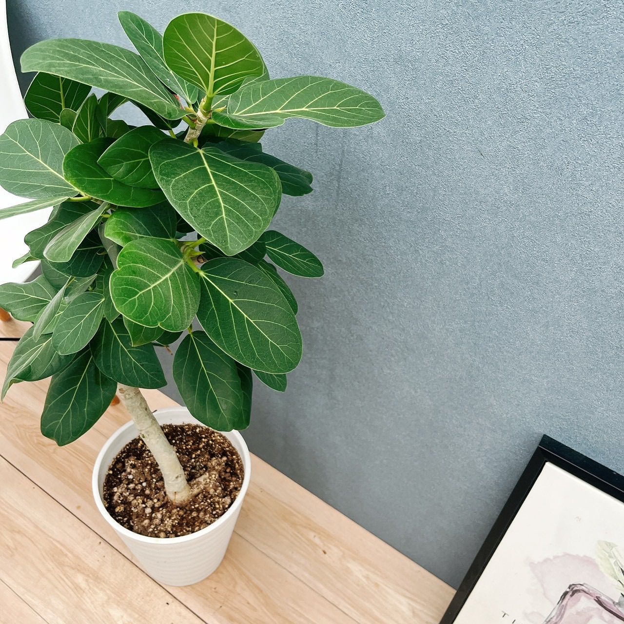 現品］☆人気☆ 60番 フィカス ベンガレンシス 曲がり 8号 観葉植物