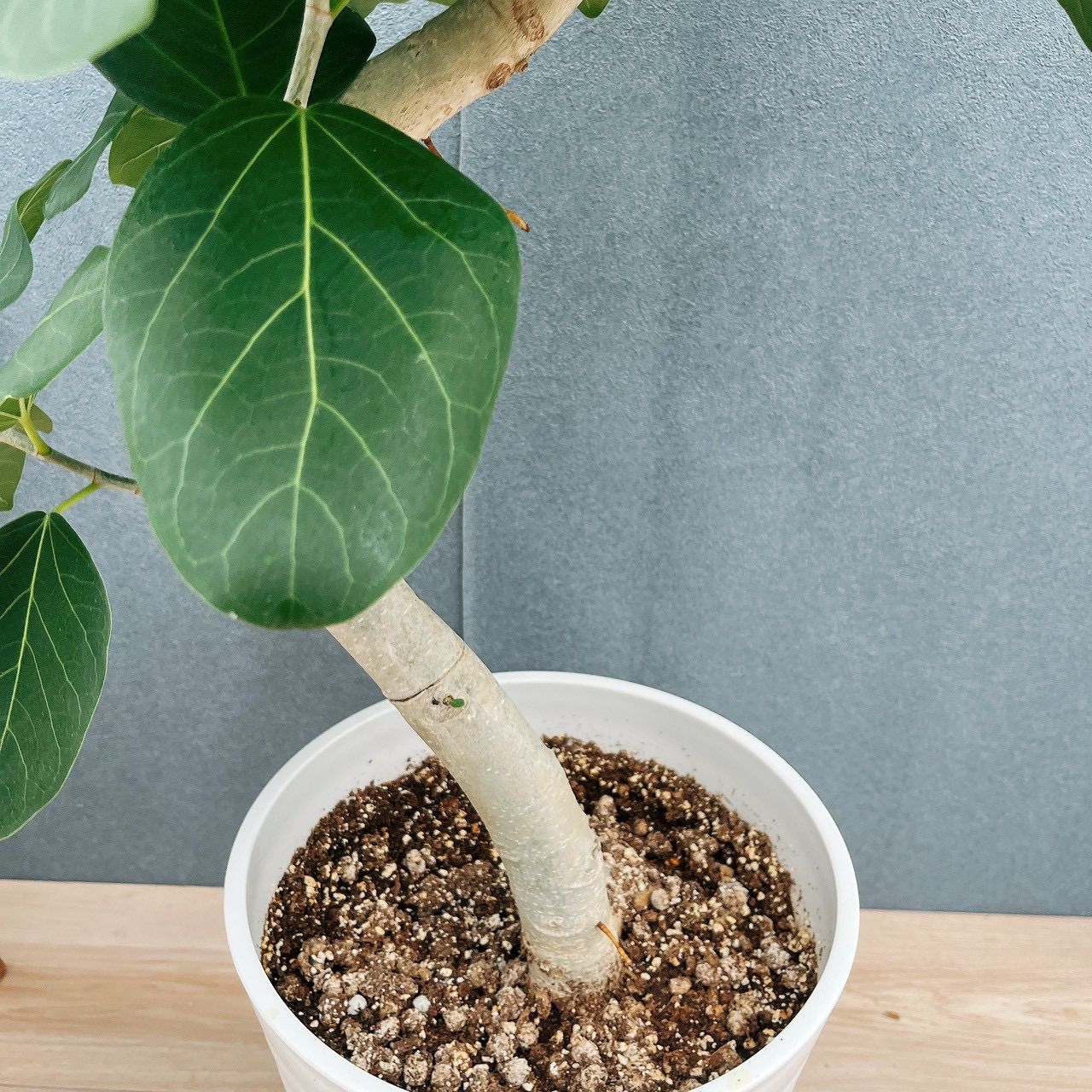 現品　フィカス　ゴムの木　ベンガレンシス　55番　曲がり　インテリア　観葉植物 現品 フィカス ゴムの木 ベンガレンシス 55番 曲がり インテリア 観葉