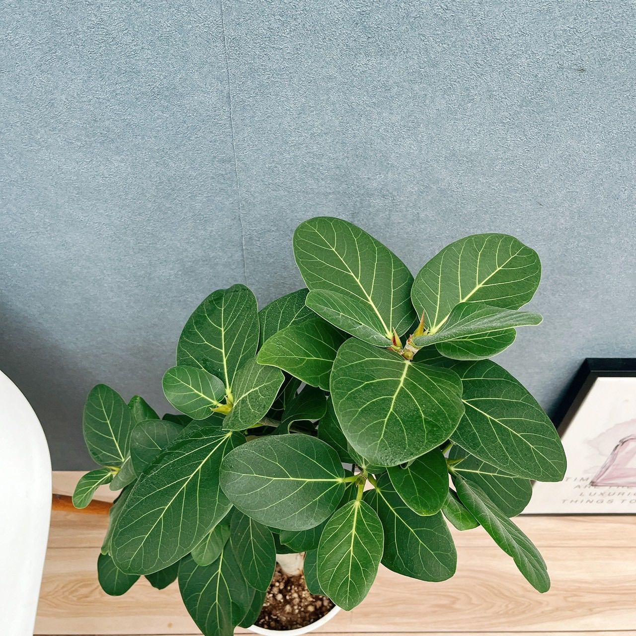 現品］☆人気☆ 60番 フィカス ベンガレンシス 曲がり 8号 観葉植物