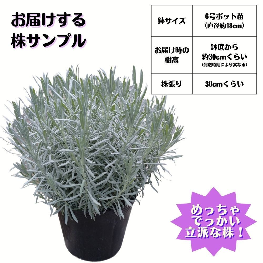 3株セット 驚くほどでっかい株 ラベンダー苗 グロッソ 特A品苗 6号 超特大株 ラバンディン系 ハーブ らべんだー 苗