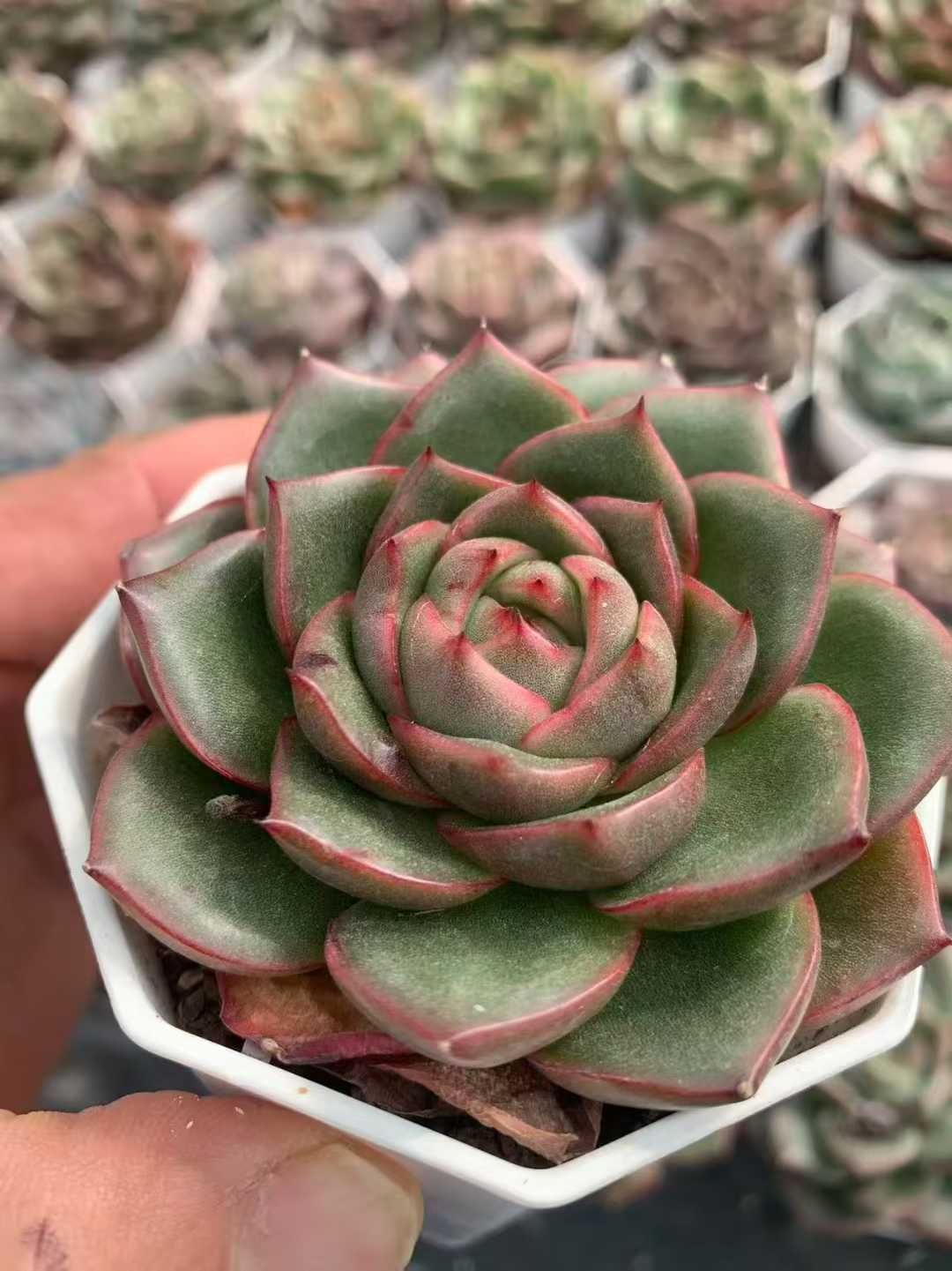 50株 グリーンドラゴン 多肉植物 エケベリア セダム アエオニウム グラプトペタルム 韓国苗 寄せ植え SF 95