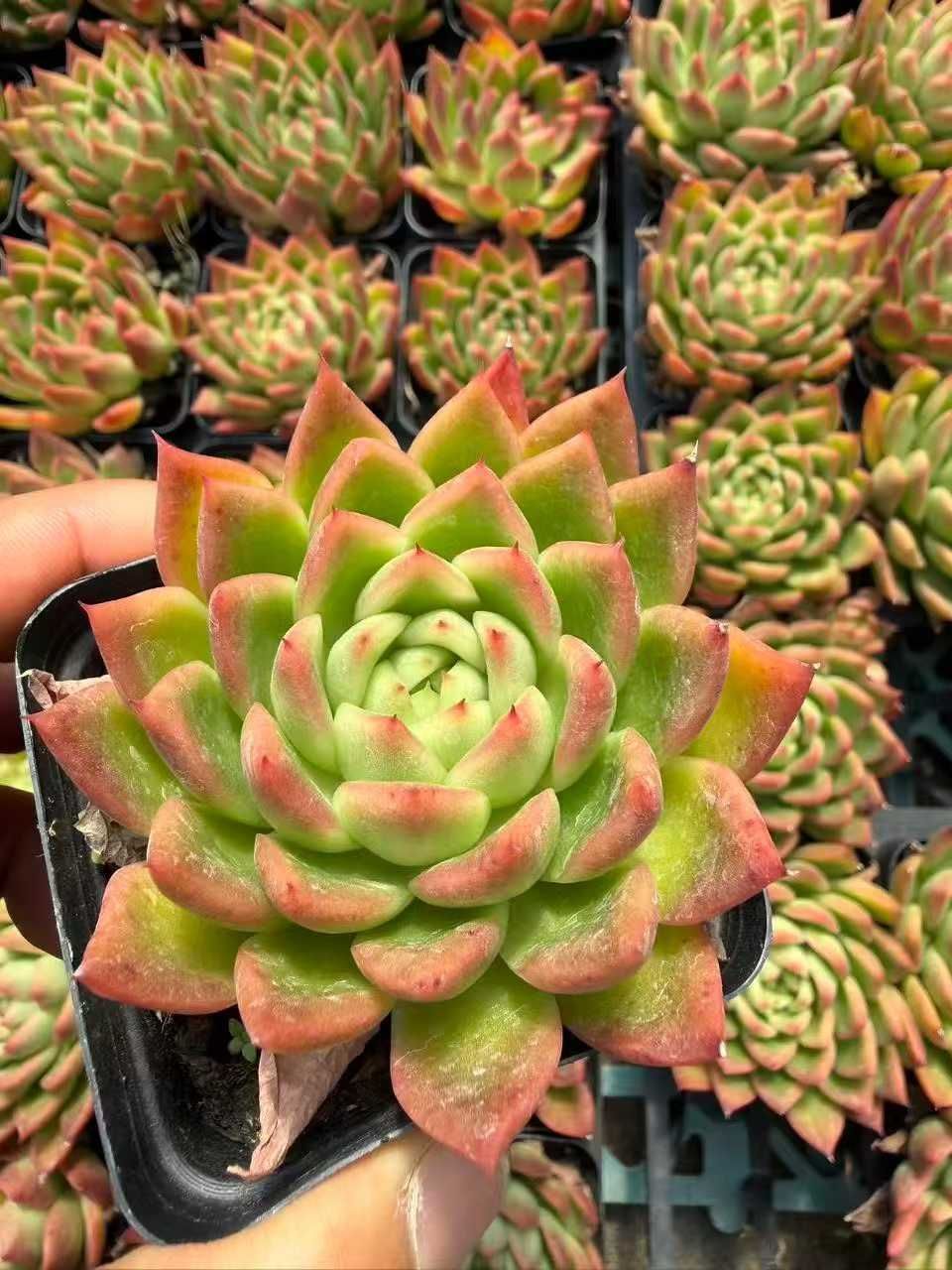 50株 クレヨンフユグモ 多肉植物 エケベリア セダム アエオニウム グラプトペタルム 韓国苗 寄せ植え SF 94