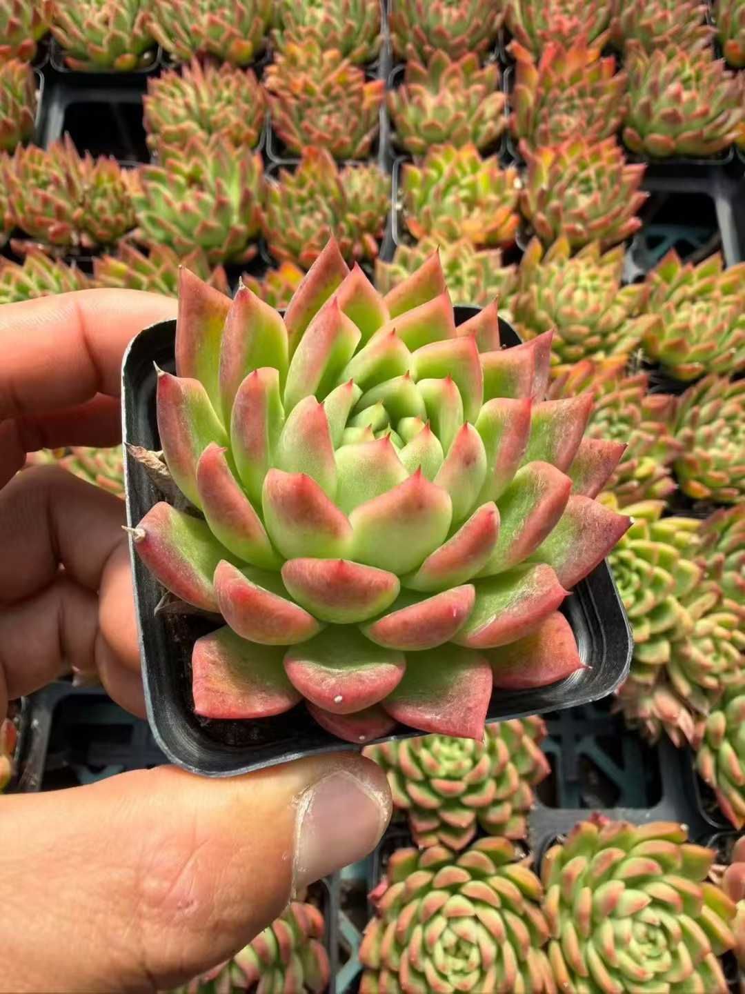 グラプトペタルム