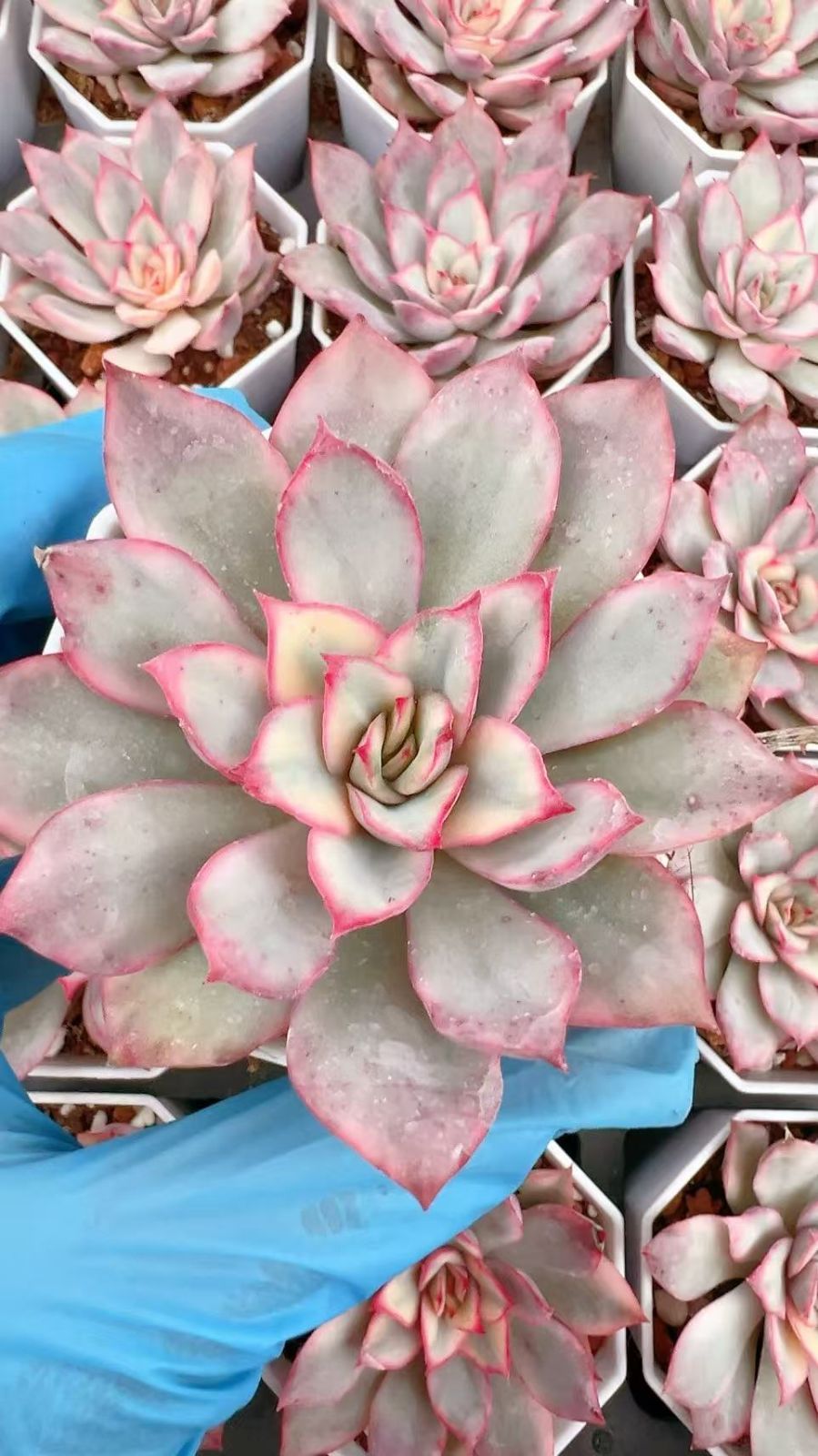 50株×ムーンゴッドデスニシキ 多肉植物 エケベリア セダム