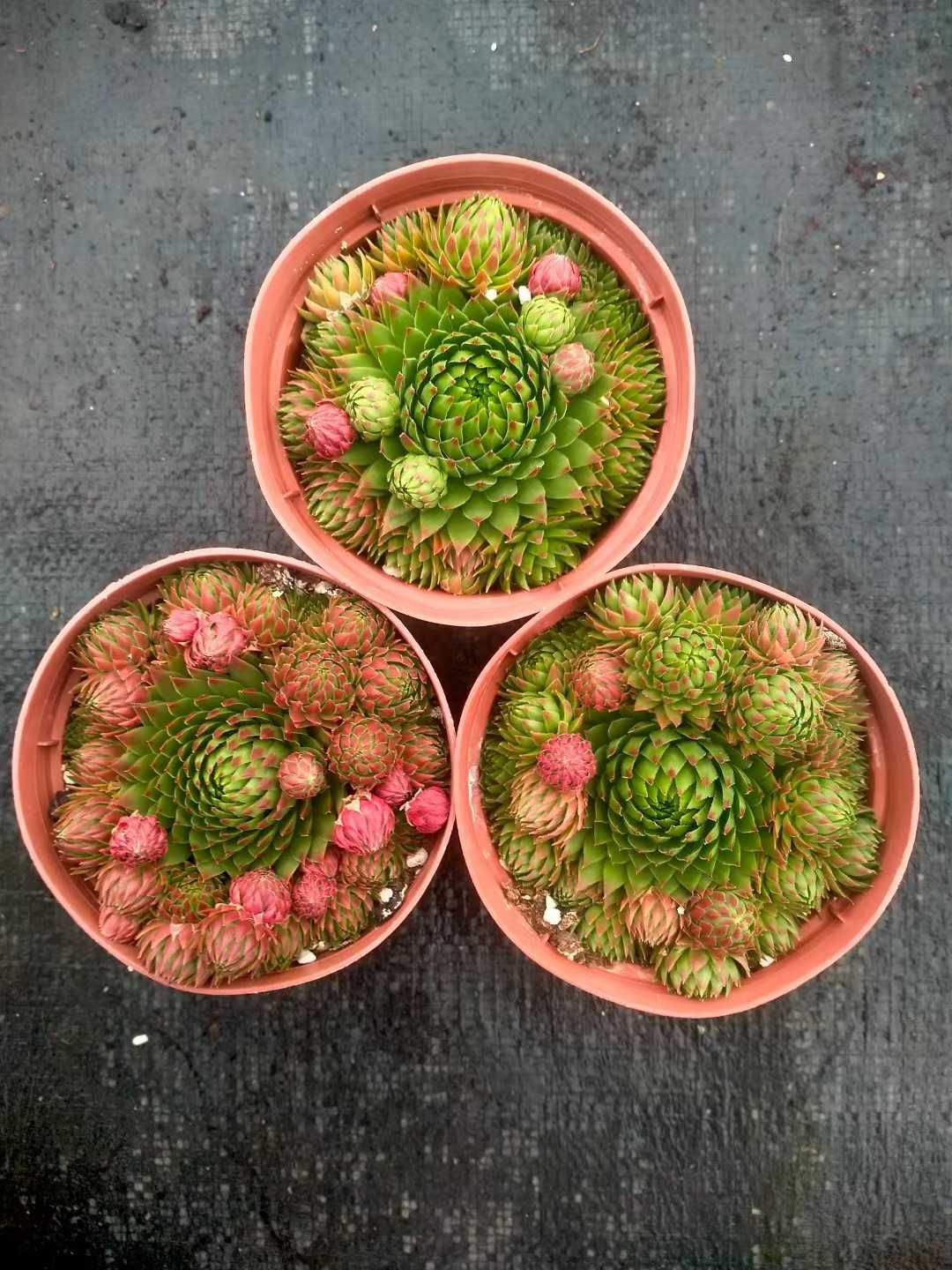 ヤマト発送 マリア XP232×105苗 土付き 詰め合わせ 多肉植物