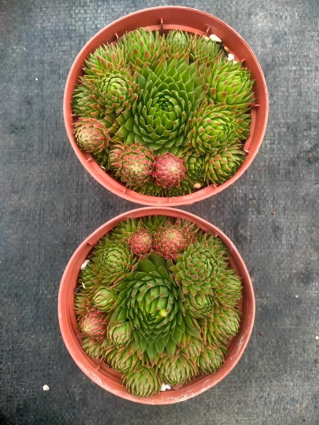 多肉植物　韓国苗　スリョン　抜き苗 多肉植物 スリョン錦 多肉植物 スリョン 抜き苗 鉢内全て 多肉植物