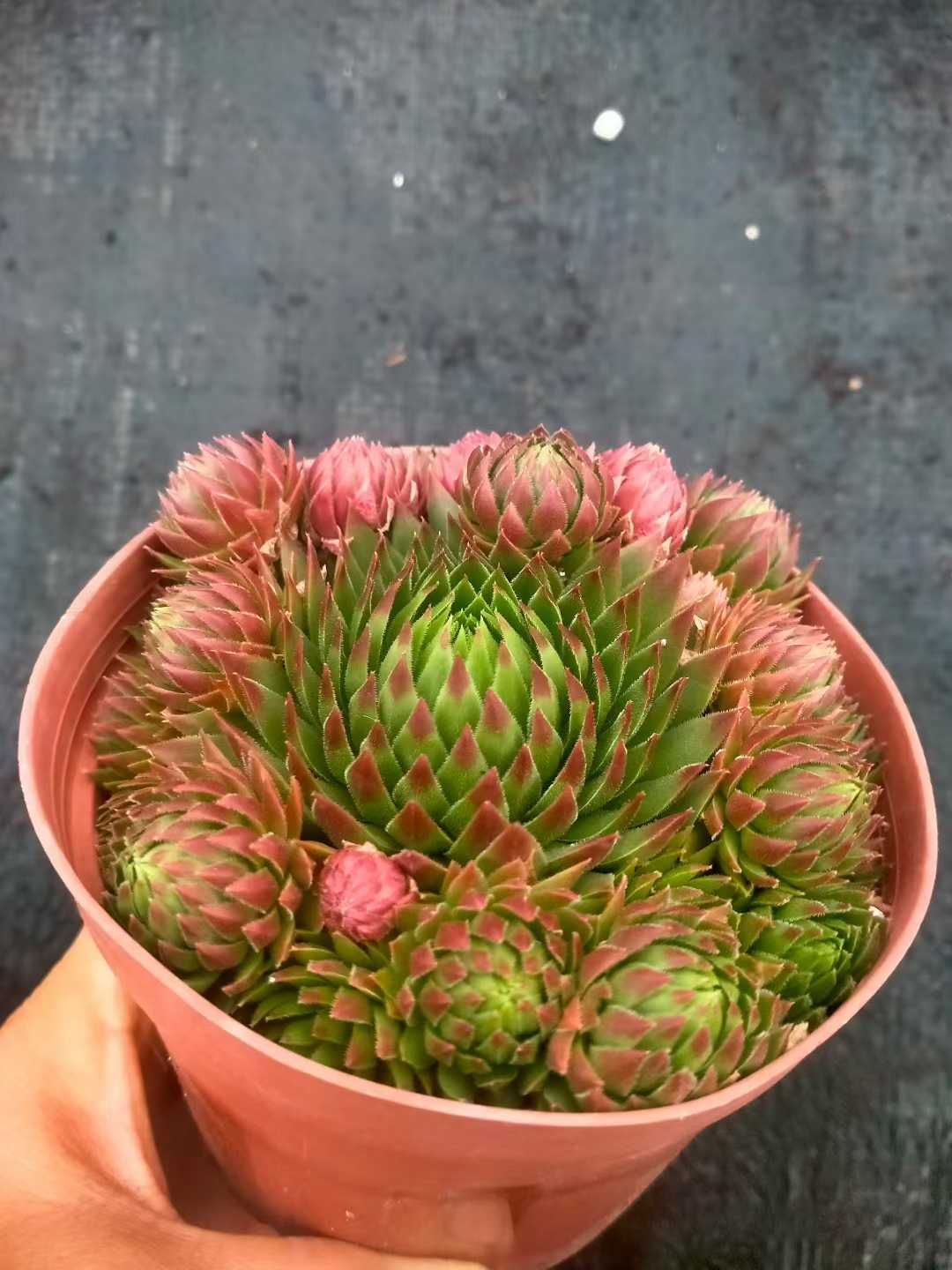 ヤマト発送 マリア XP232×105苗 土付き 詰め合わせ 多肉植物