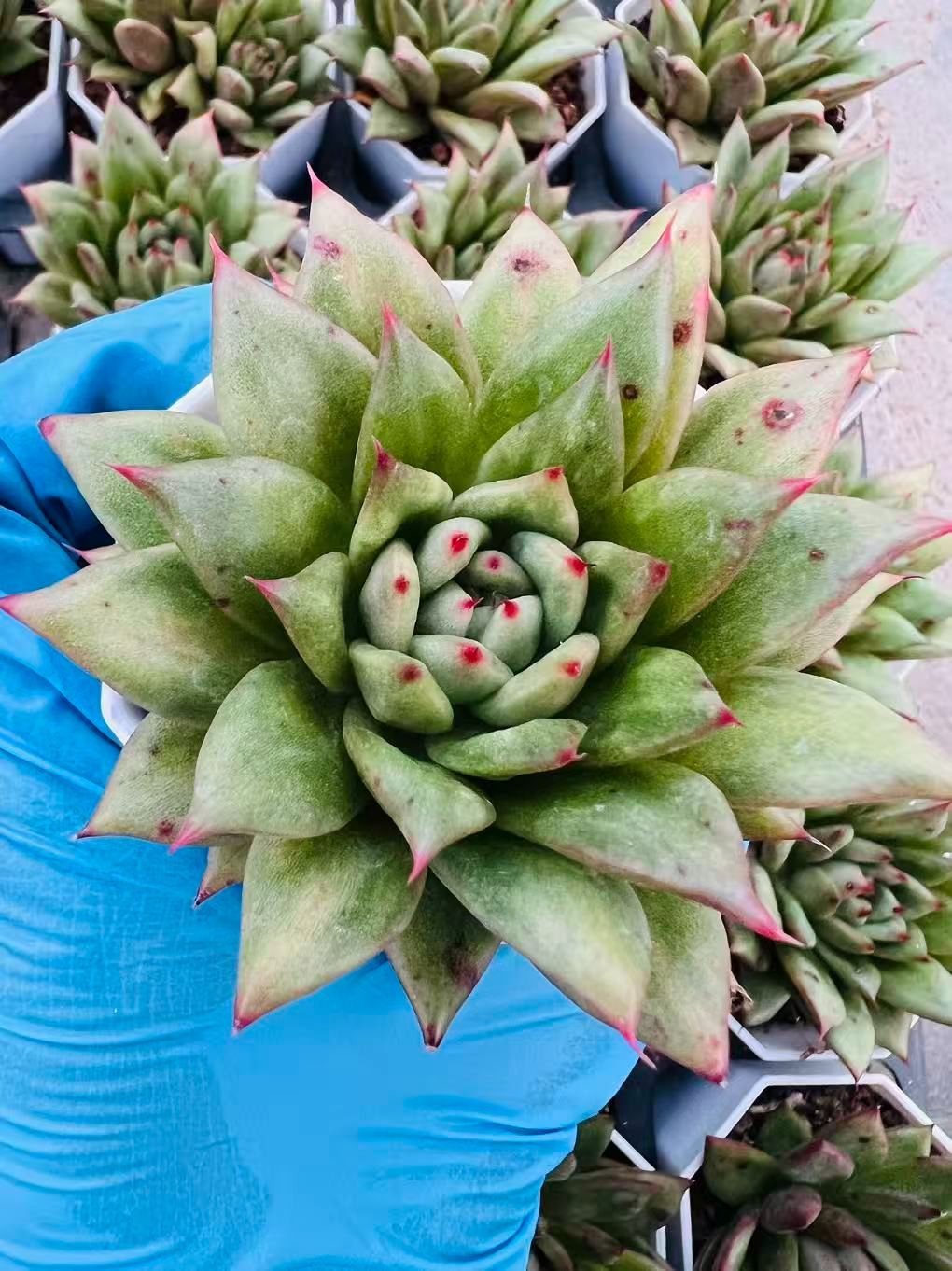 50株×リンカーマリア 多肉植物 エケベリア セダム アエオニウム