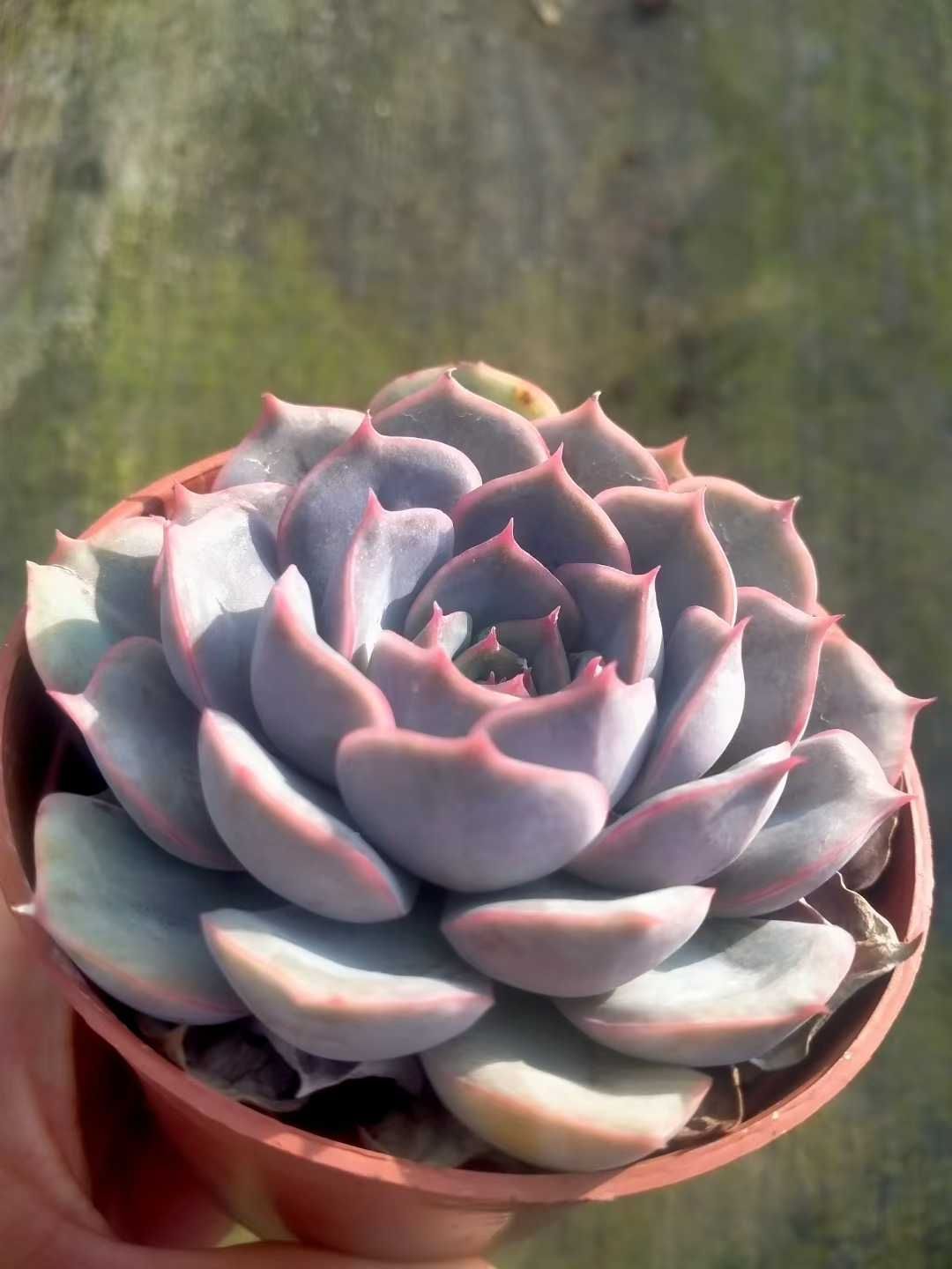 極美品 ヨリ yori リボンブラウス ボウタイブラウス 長袖 ギンガムチェック