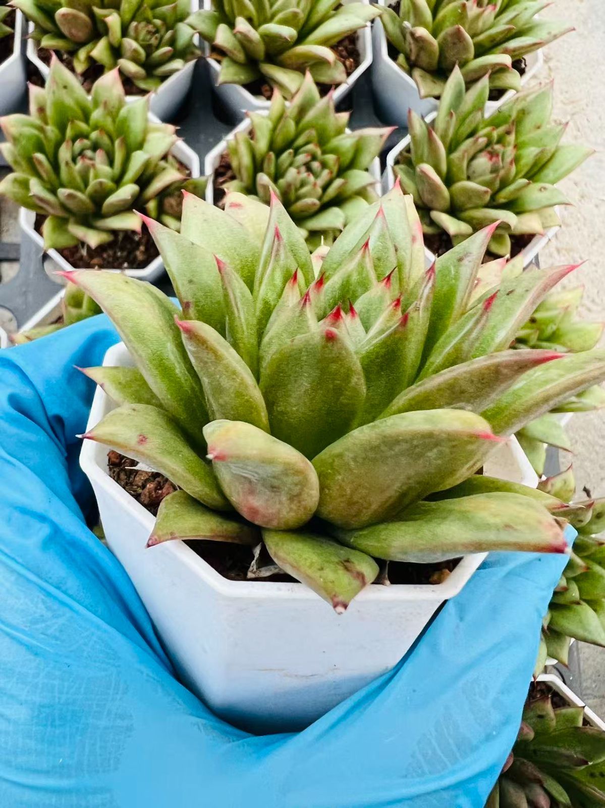 50株×リンカーマリア 多肉植物 エケベリア セダム アエオニウム