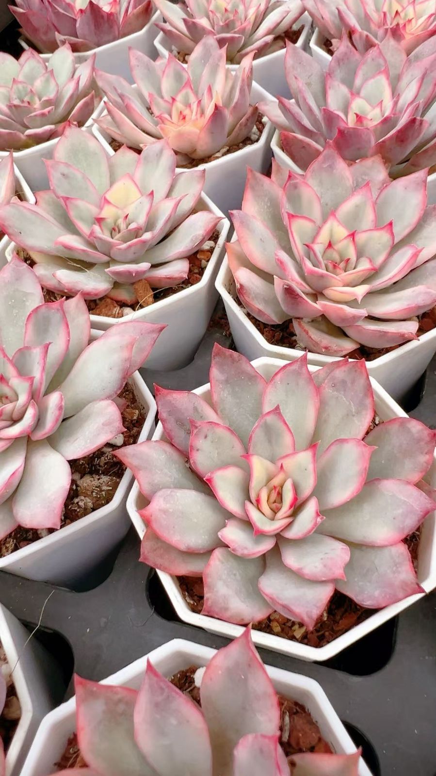 50株×ムーンゴッドデスニシキ 多肉植物 エケベリア セダム