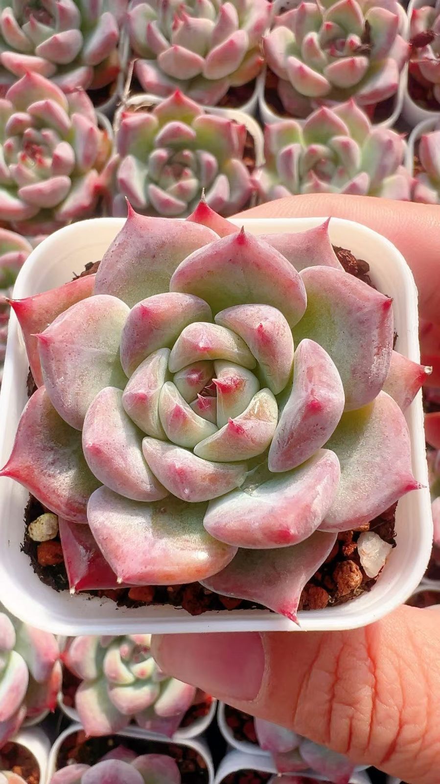 50株×シロザトウ 多肉植物 エケベリア セダム アエオニウム グラプトペタルム 韓国苗 寄せ植え YP13