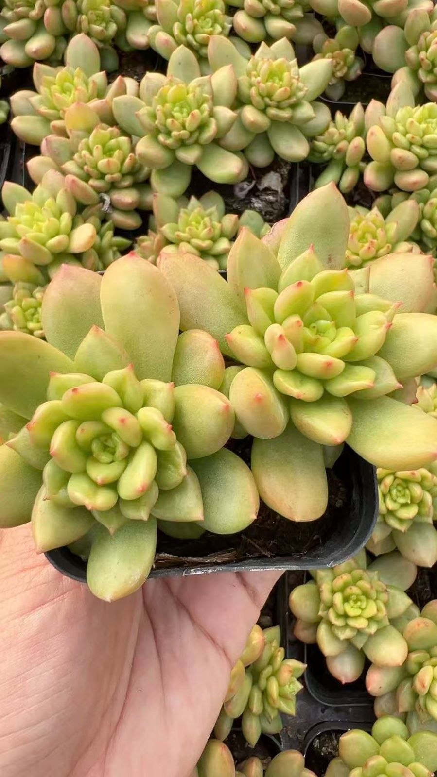 50株×ロウボタン 多肉植物 エケベリア セダム アエオニウム