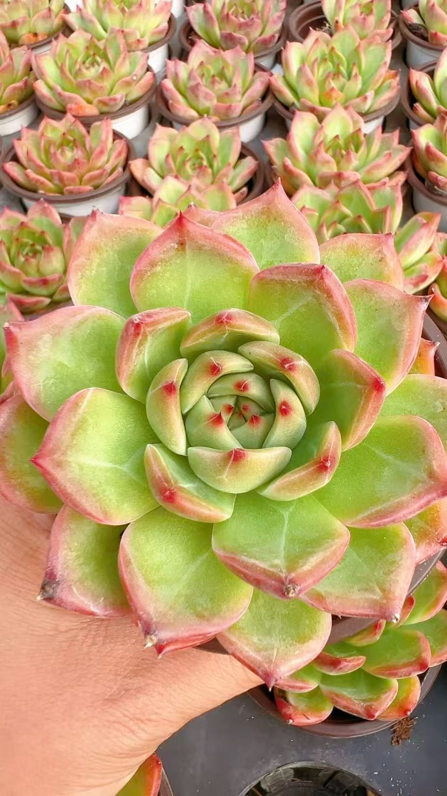 ママさん商品です 50株×ハクリュウ 多肉植物 エケベリア 節約 セダム アエオニウム