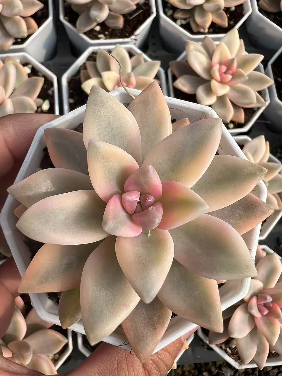 50株 アワユキニシキ 多肉植物 エケベリア セダム アエオニウム グラプトペタルム 韓国苗 寄せ植え YP 87