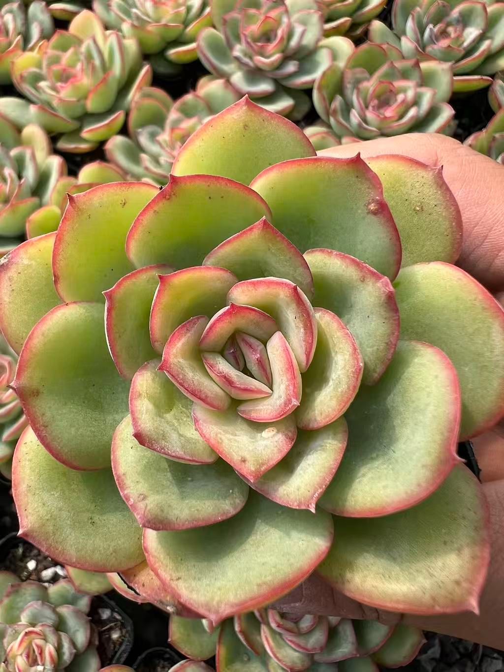 50株×シンロ 多肉植物 エケベリア セダム アエオニウム グラプトペタルム 韓国苗 寄せ植え YP 90