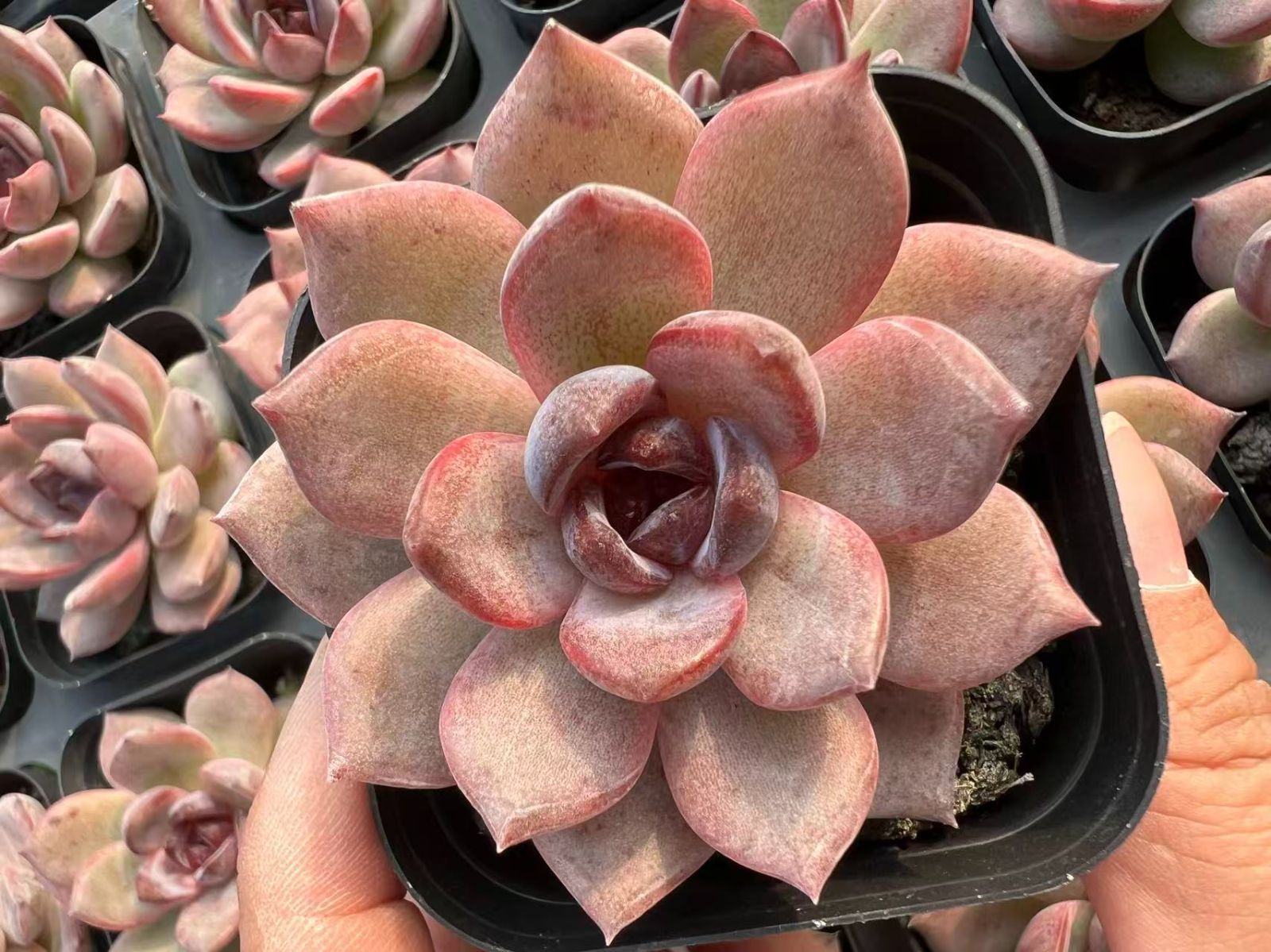 フローラル 花器 にこ☆こに☆ 楽天市場】レゴ ニンジャゴー 9554 ゼンZX : 未来屋