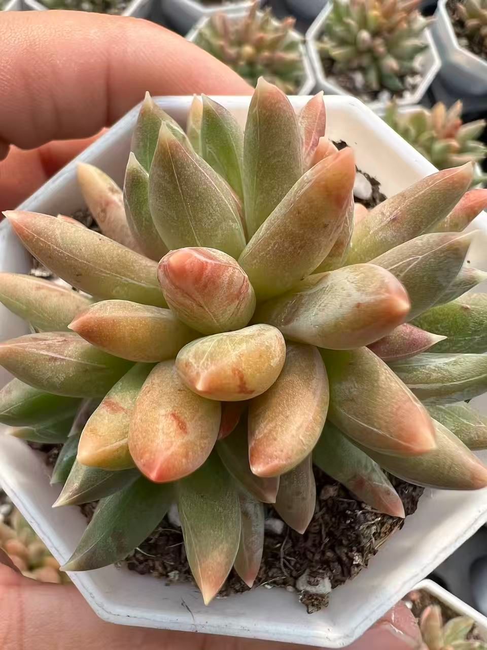 50株×チンティビジン 多肉植物 エケベリア セダム アエオニウム グラプトペタルム 韓国苗 寄せ植え YP 92