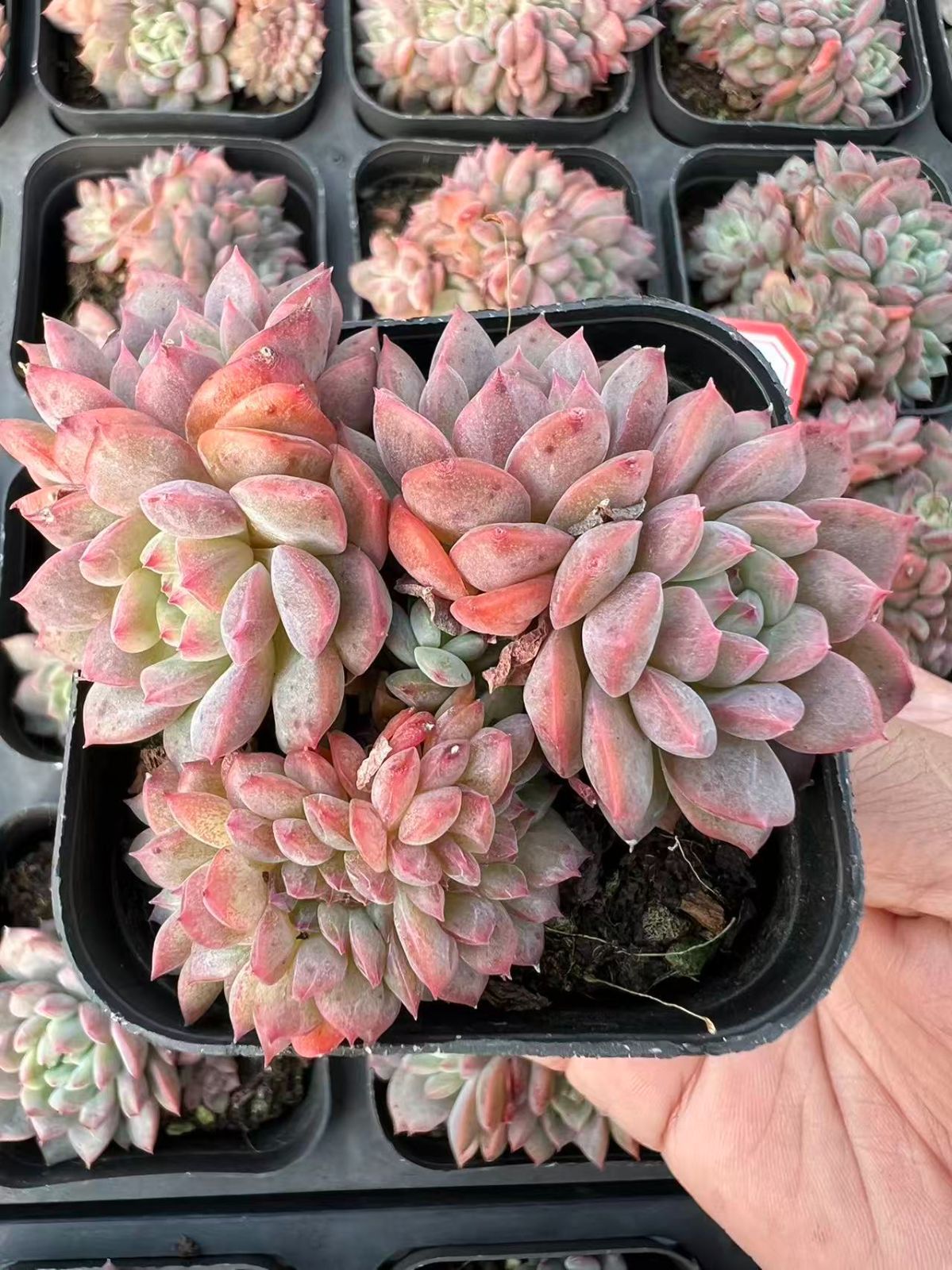 25株×カンロツイカ 多肉植物 エケベリア セダム アエオニウム