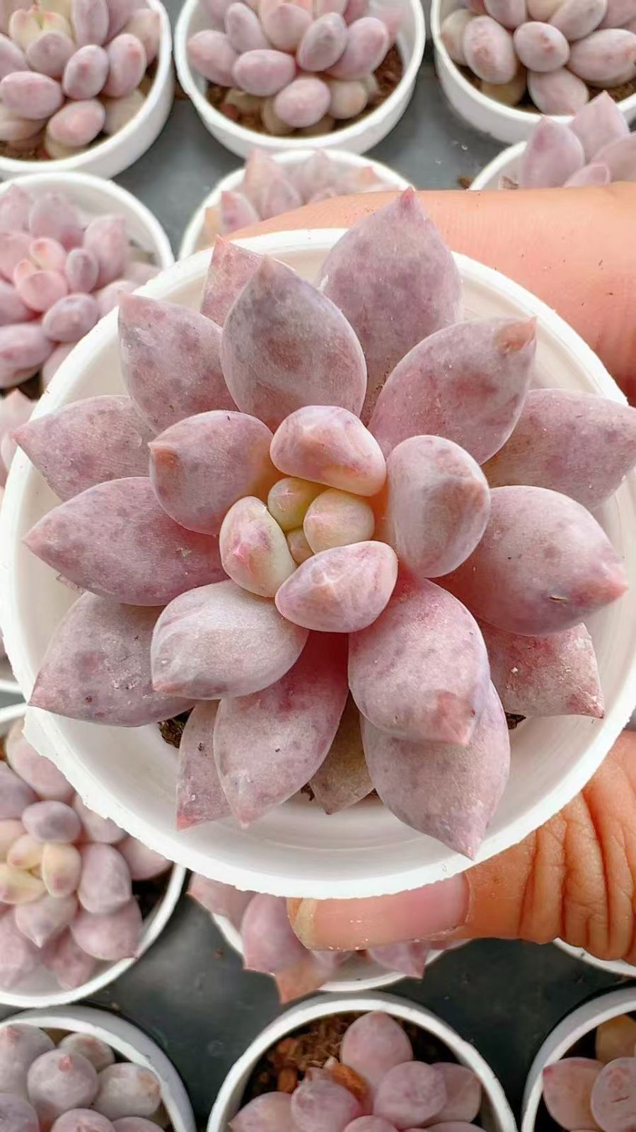 50株×ハンゲ 多肉植物 エケベリア セダム アエオニウム グラプトペタルム 韓国苗 寄せ植え YP 95