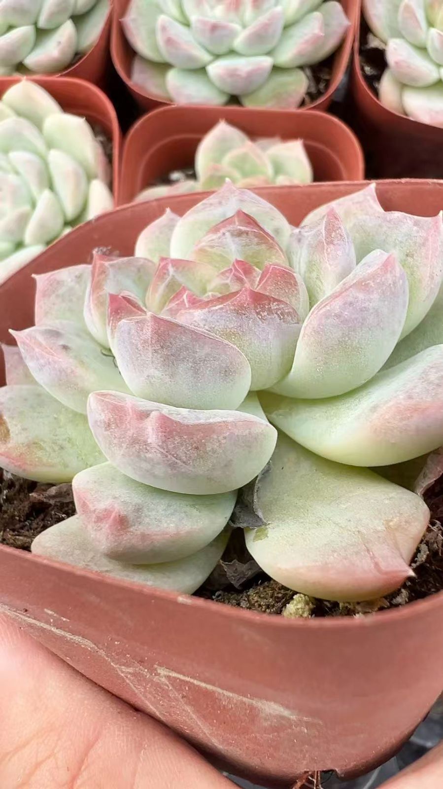 50株×ハクトウキサン 多肉植物 エケベリア セダム アエオニウム グラプトペタルム 韓国苗 寄せ植え YP 99