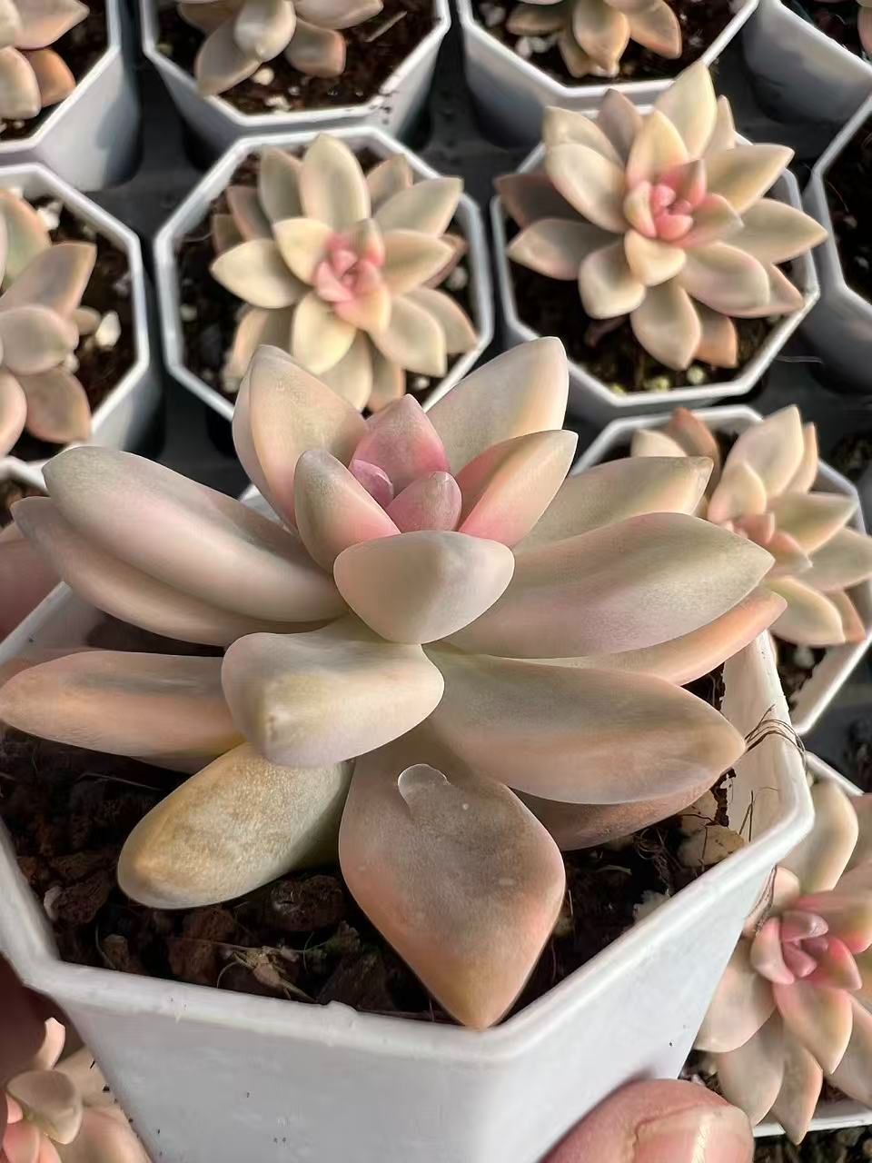 50株×アワユキニシキ 多肉植物 エケベリア セダム アエオニウム グラプトペタルム 韓国苗 寄せ植え YP 87