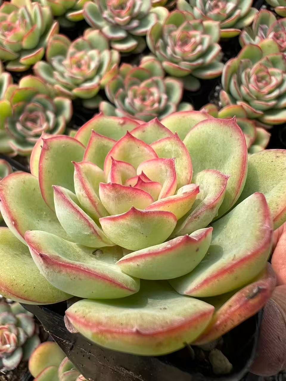 50株×シンロ 多肉植物 エケベリア セダム アエオニウム グラプトペタルム 韓国苗 寄せ植え YP 90