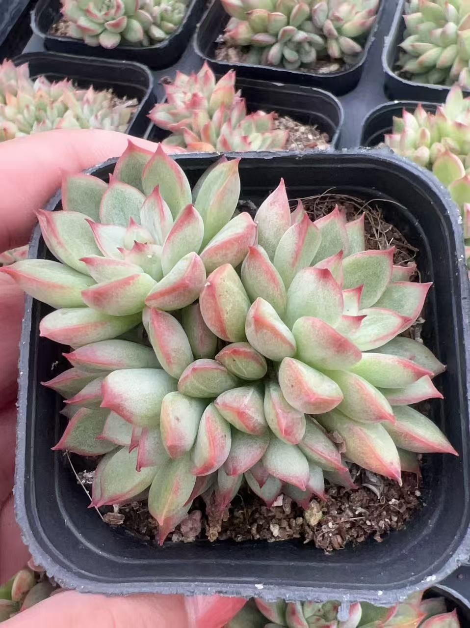 50株×メヒナ 多肉植物 エケベリア セダム アエオニウム グラプトペタルム 韓国苗 寄せ植え YP 106