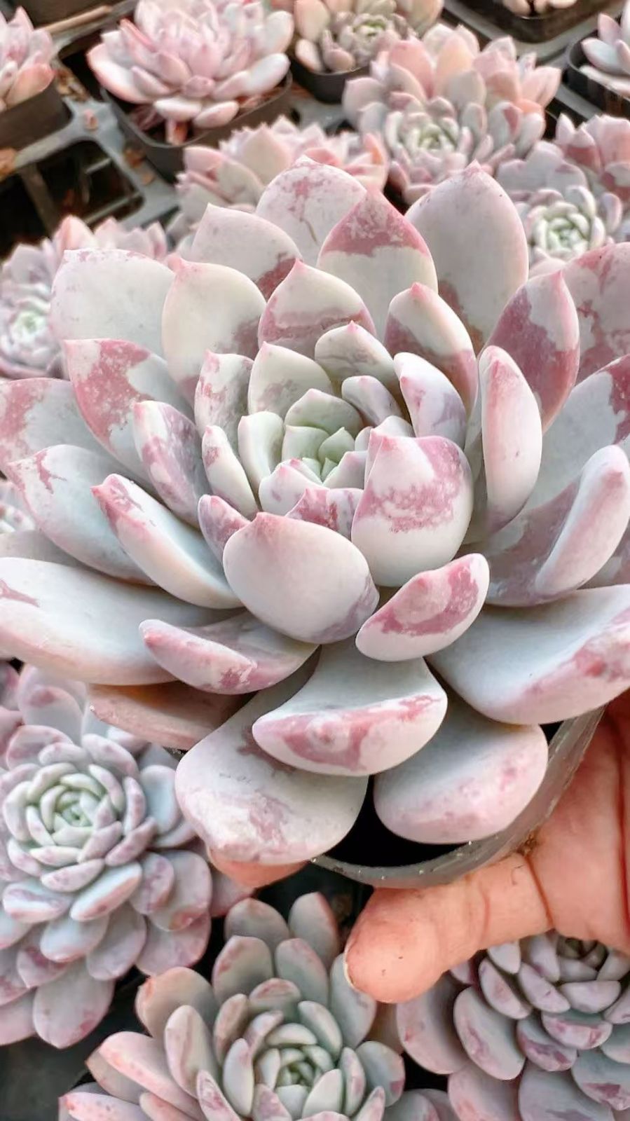 50株×サーモン 多肉植物 エケベリア セダム アエオニウム グラプトペタルム 韓国苗 寄せ植え YP 107